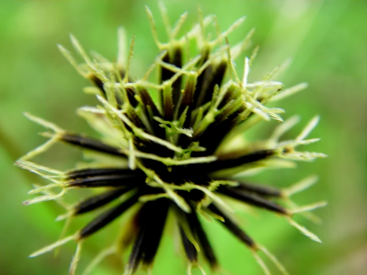 close up s of an extreme closeup of a flower