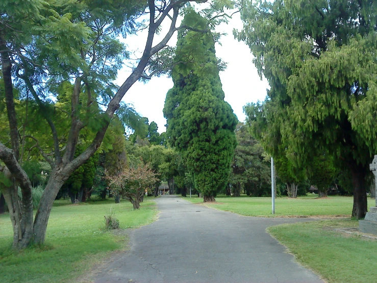 trees are lining the sides of a path between two park benches