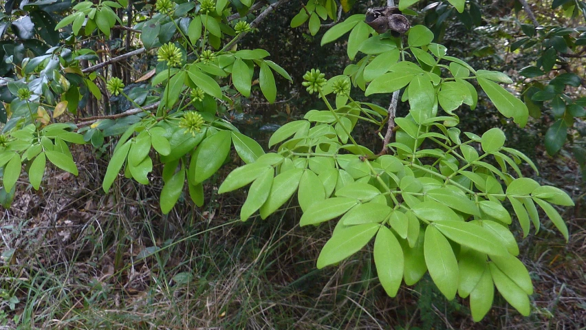 small trees with leaves around them and grass below