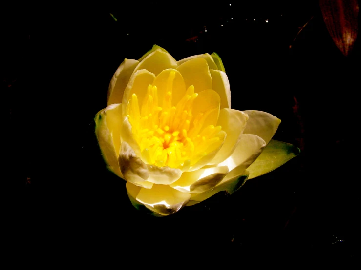 the yellow flower is blooming very beautifully in the dark