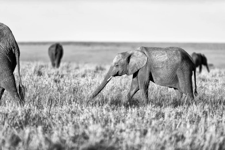 several elephants graze on a vast expanse of grass