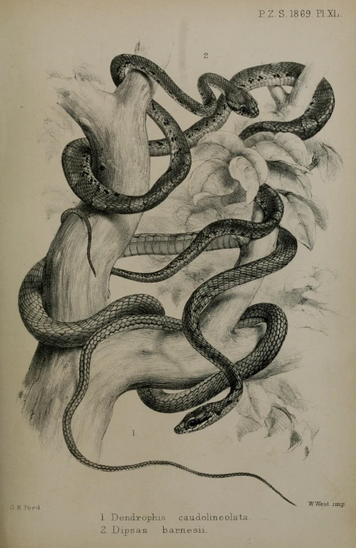 a black and white drawing of two snakes