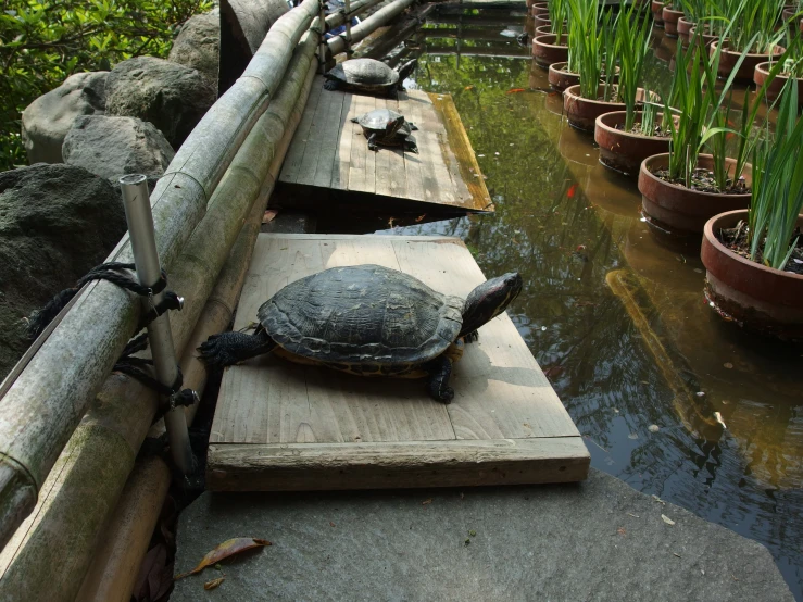 there is a turtle sitting on a board