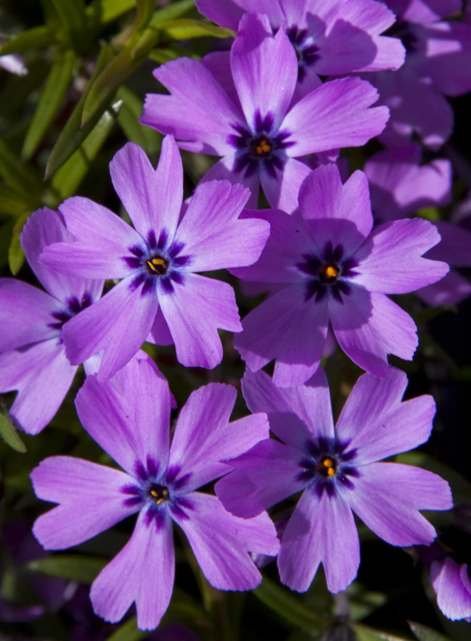 some pretty purple flowers growing in the middle of the room