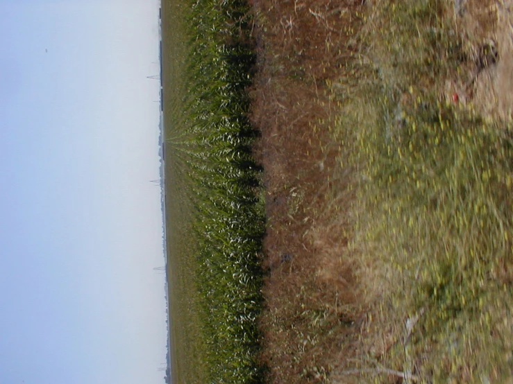 the side view of a plane as it approaches a grassy area