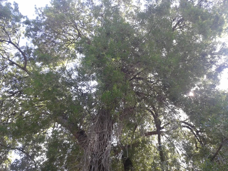 a very tall green leafy tree towering over the ground