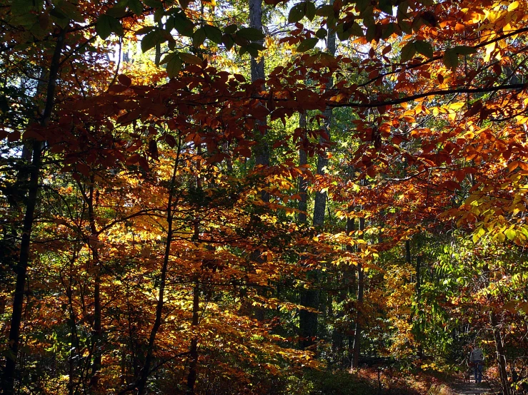 a bench on a trail surrounded by trees with fall foliage