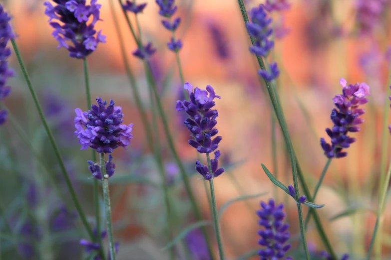 purple lavender flowers with blurred background