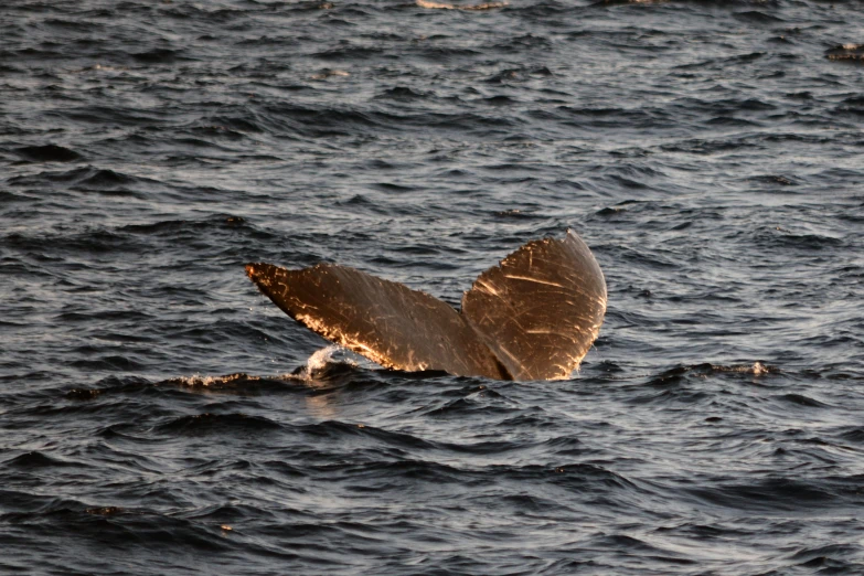 there is a fish flying from the surface of the water