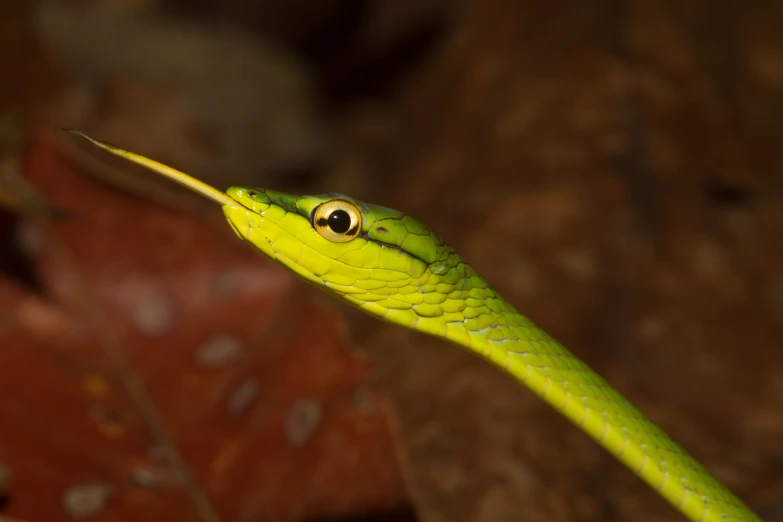 a bright green snake with two eyes and tongue, with a dark background