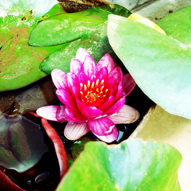 closeup view of the blossoming red lotus flower in a pond