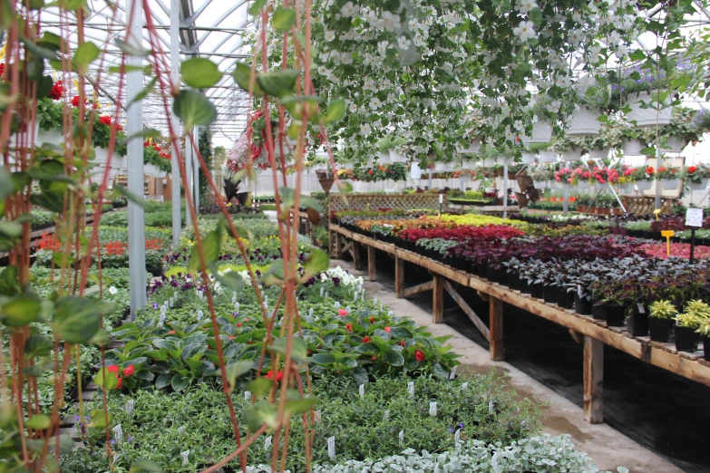 a large assortment of flowers being displayed in a garden center