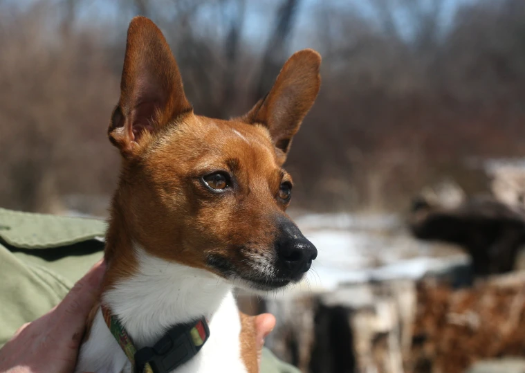 a small brown and white dog on leash being held by someone