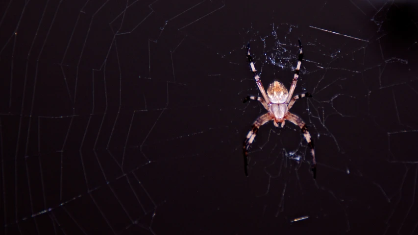 there is a spider that is in the center of it's web