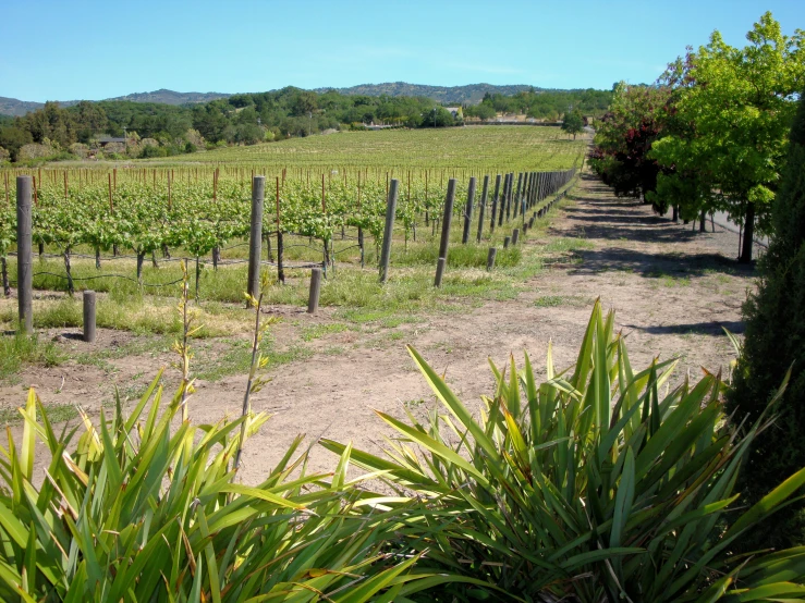 vines line a fenced path in a wine field