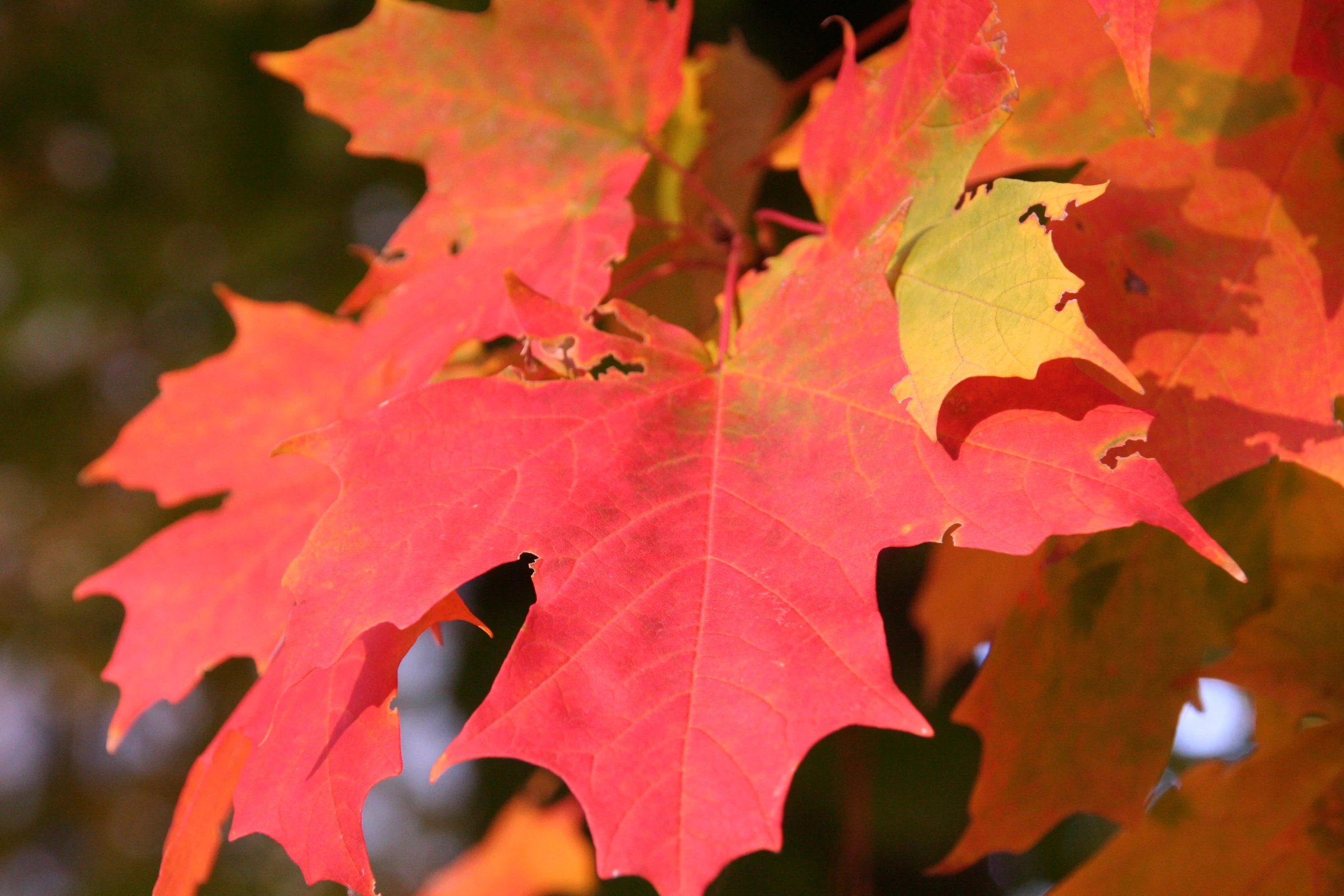 the leaves are bright and red and shine