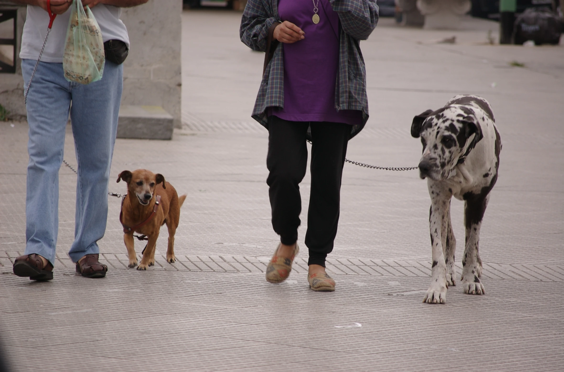 a woman walking two dogs and walking a small dog