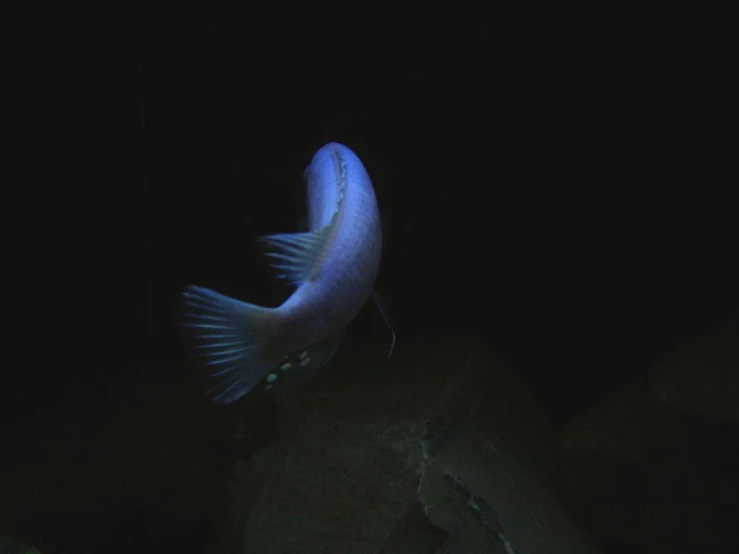 a bright blue fish with dark background