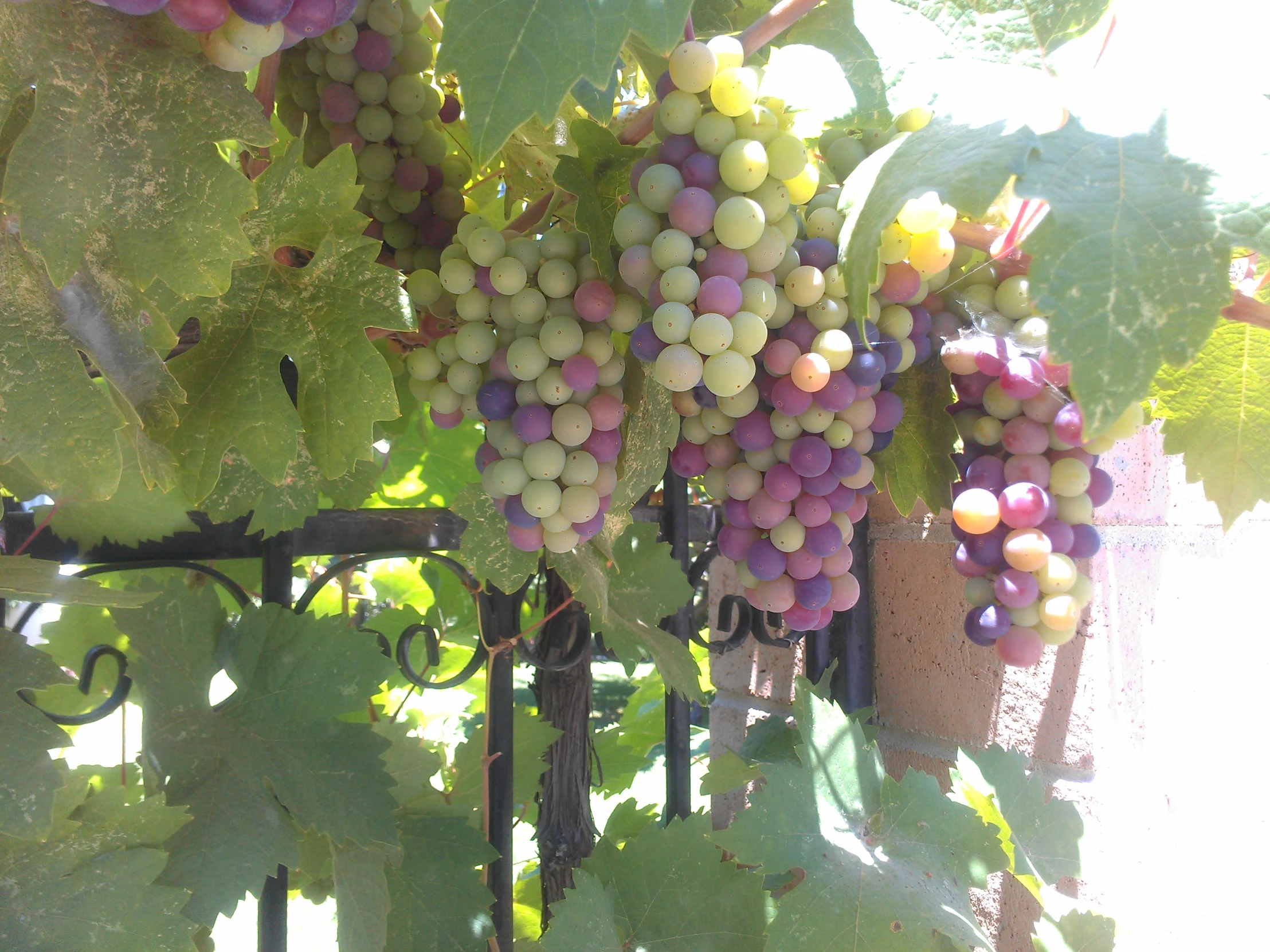 white gs hang from the vine of an outdoor garden