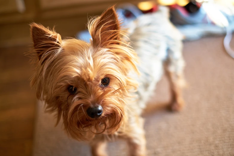 a small dog is standing in the middle of a floor