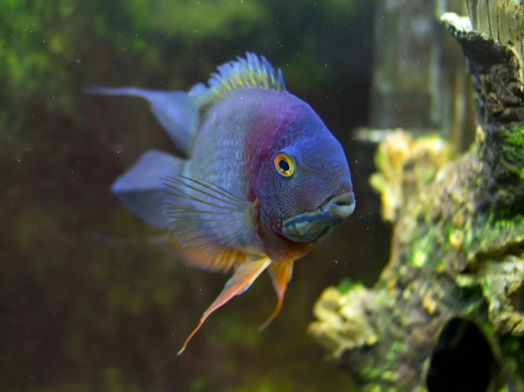 a blue and red fish in some water