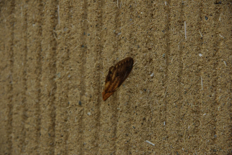 a bug crawling on the side of a wall