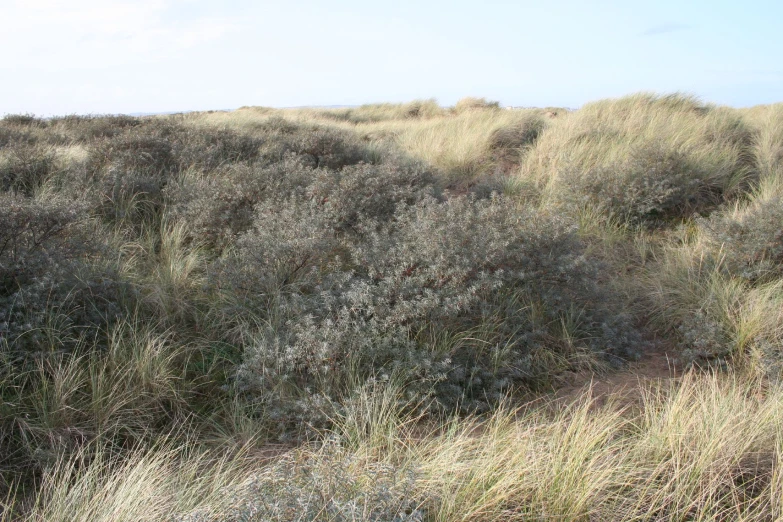 there are several bushes on the grass hill