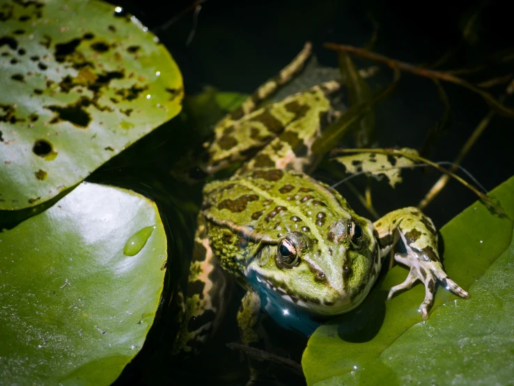 the small frog is perched on a leaf