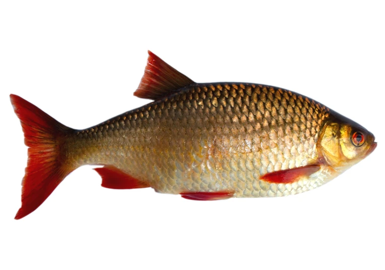 a large fish with very long red fins