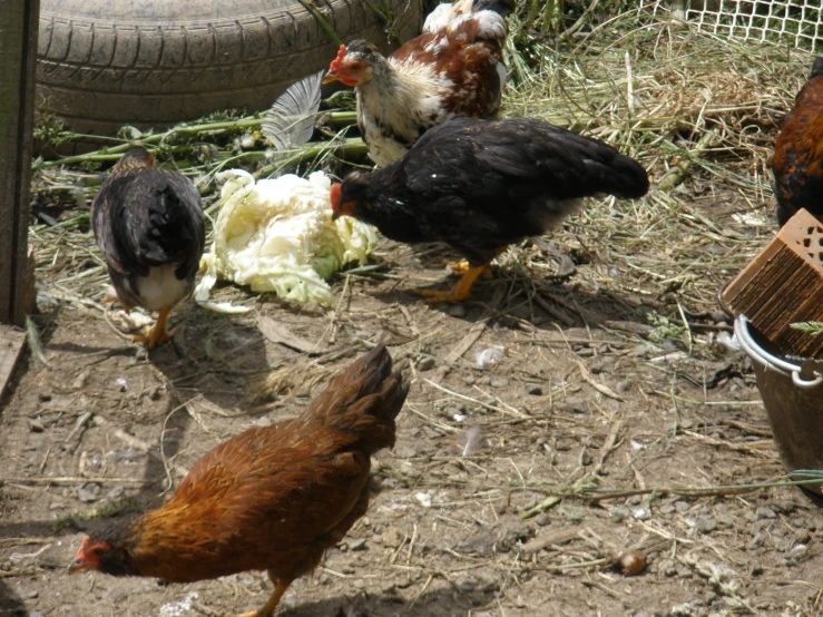 a group of chickens standing around next to each other