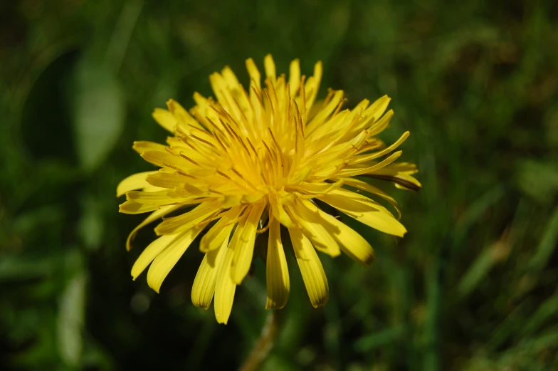 a yellow dandelion in a field in the day light