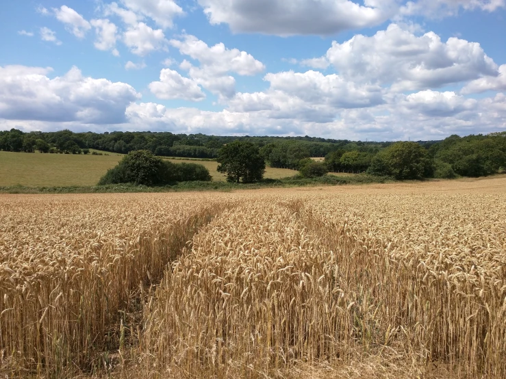 a field with a path in the middle of it