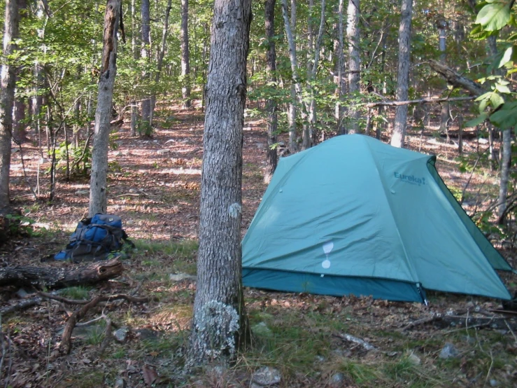 a tent in the middle of a forest filled with trees