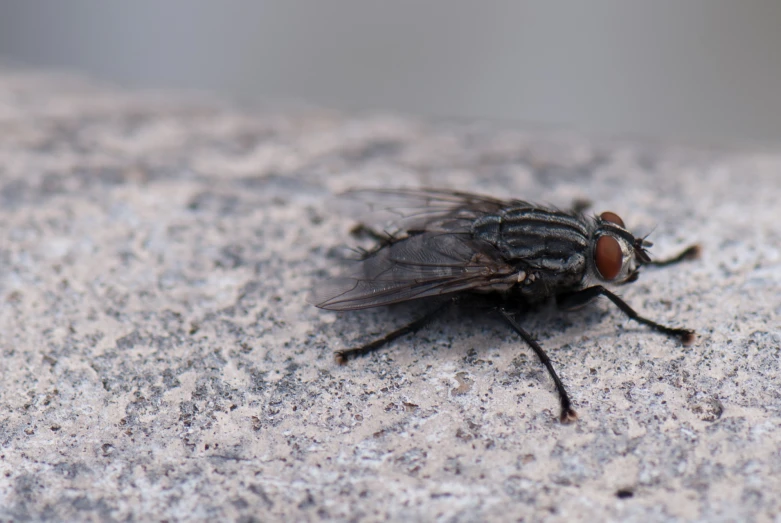 a fly with black and brown dots is on a white surface