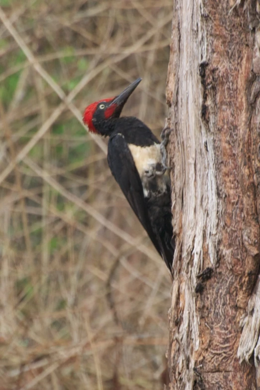 a black and red bird sitting on the side of a tree