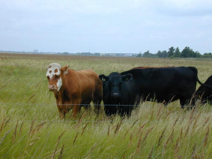 some brown black and white cows and grass