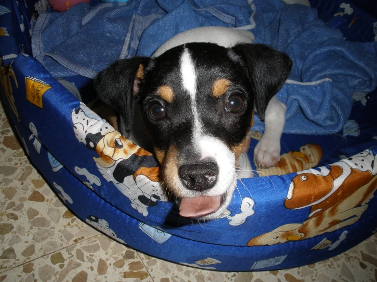 a dog in a pet bed with blue and yellow material