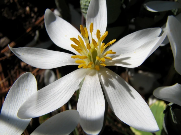 a close up image of a small white flower