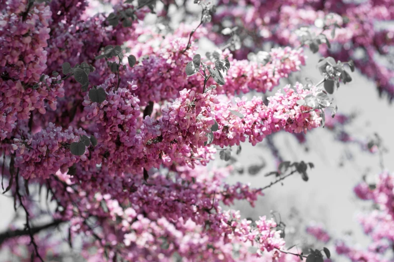 pink flowers with green leaves are on a nch