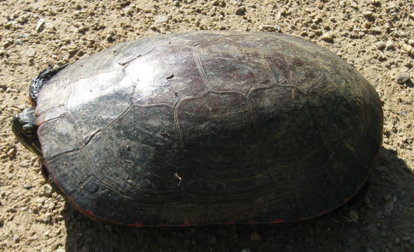 an old, worn up helmet sitting in the dirt