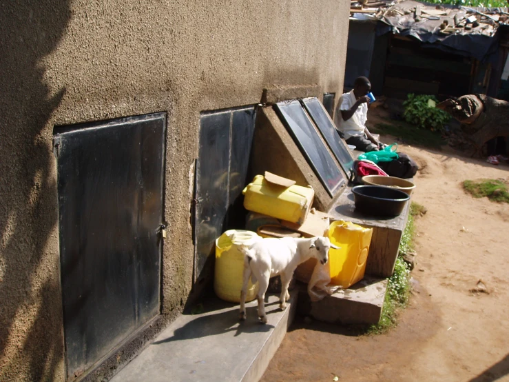 two cows and containers sitting near a building