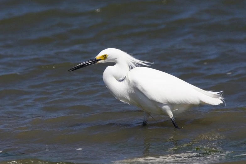 a bird standing in the ocean waves