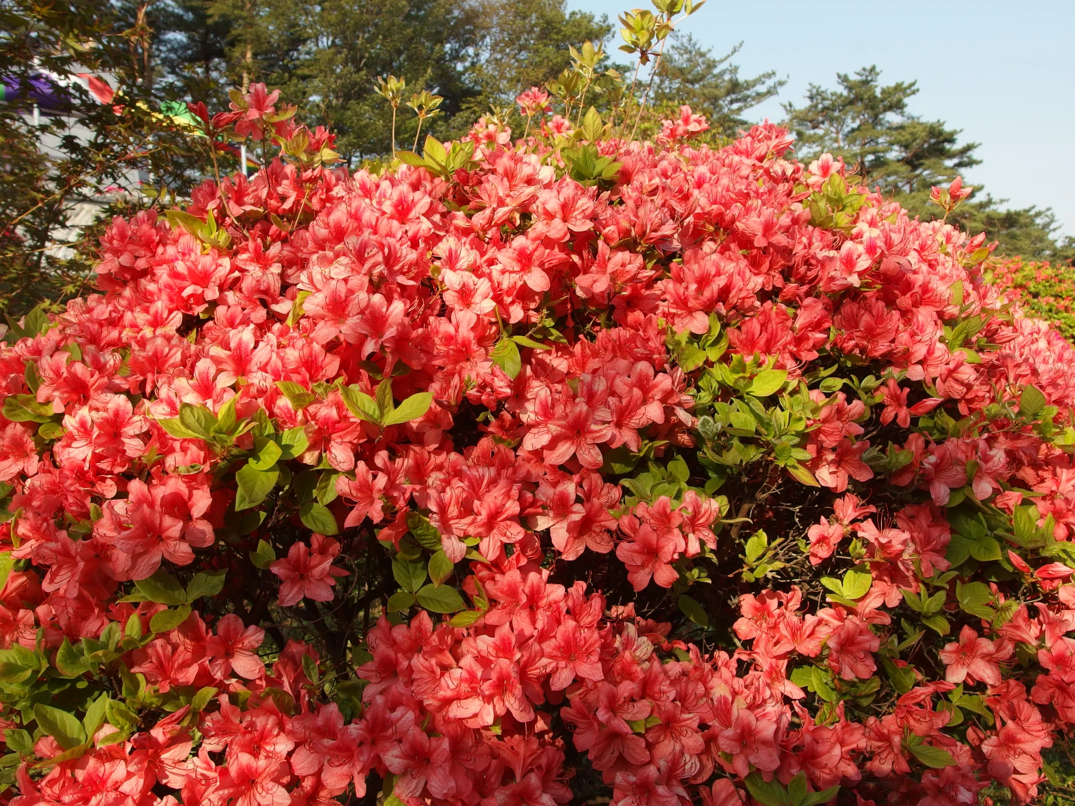 bright pink flowers blooming in a park