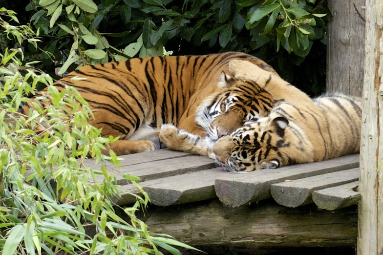 two tigers lying down on top of wooden planks next to some bushes