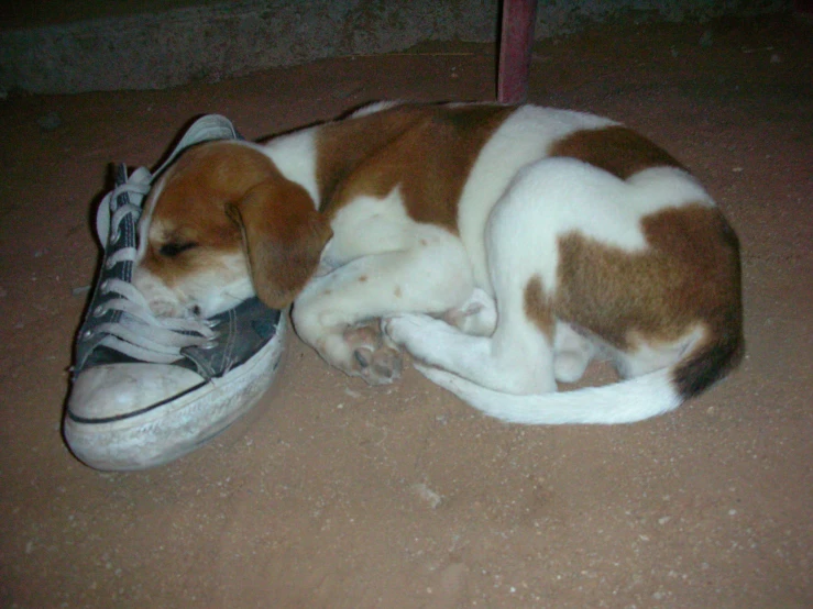 a dog curled up asleep on top of an old sneaker