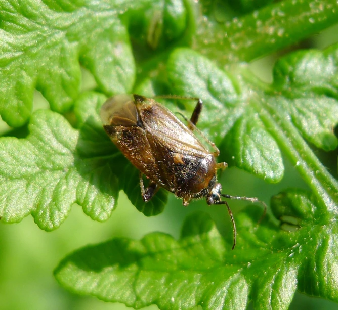 a fly insect standing on a leafy plant with leaves around it