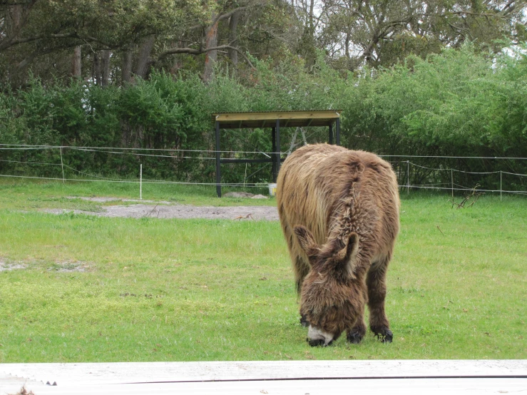 a bison that is standing in the grass