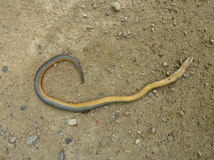 a small blue and yellow snake crawling in the sand