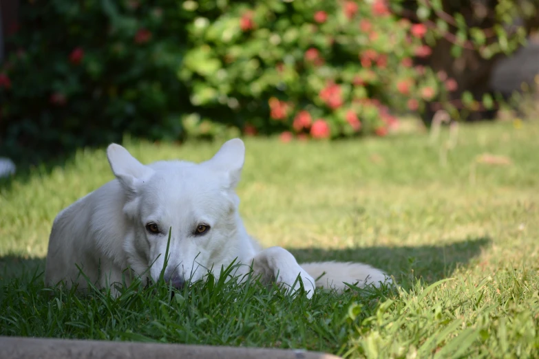 a white dog laying on the ground on the grass