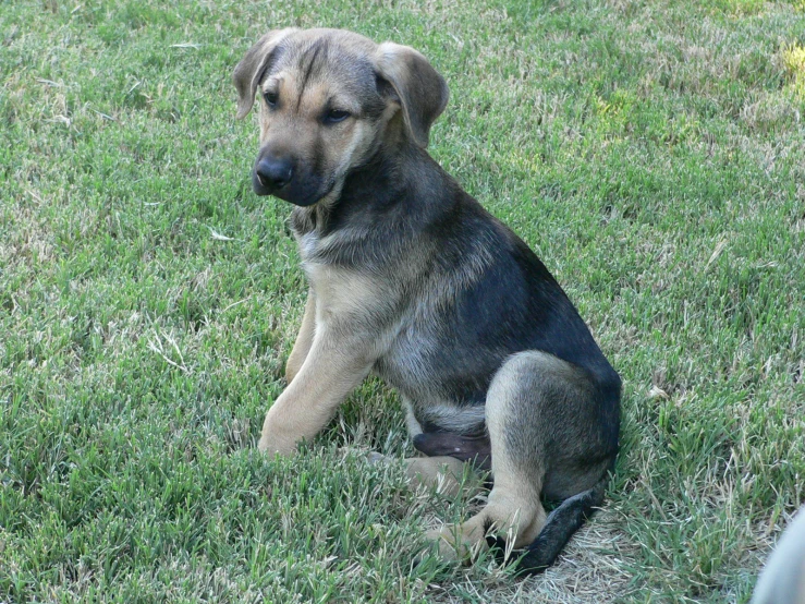 a dog sitting in the grass staring forward